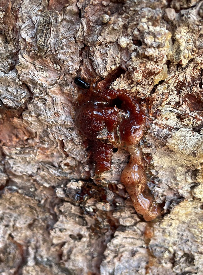 beetle in pitch tube Small black mountain pine beetle stuck in thick red sap exuding from hole in whitebark pine tree.