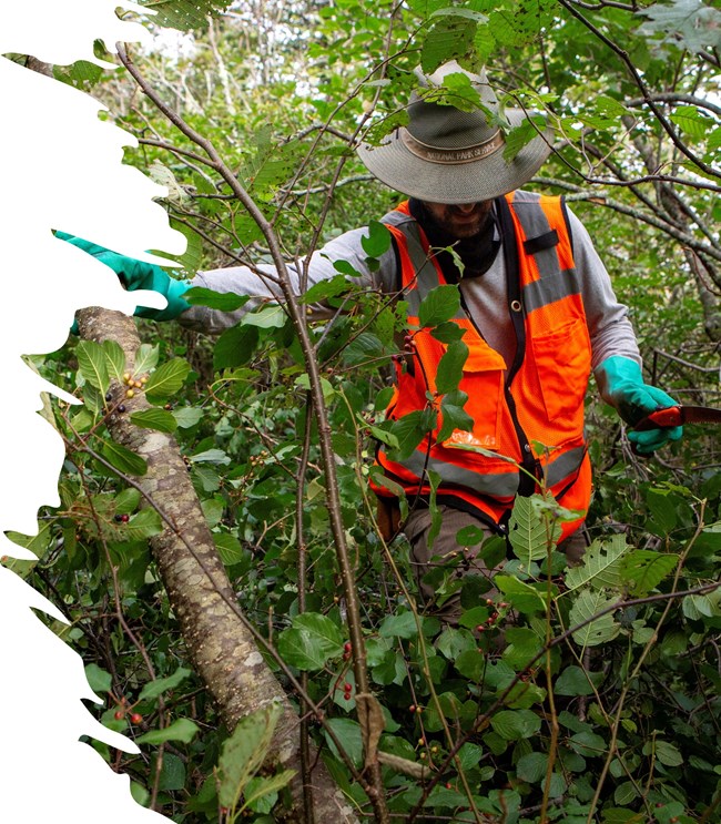 a man in orange safety vest navigates through thick vegetation