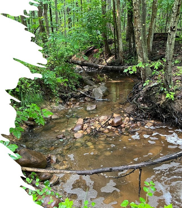 a shallow creek surrounded by forest vegetation