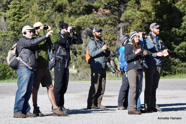 Seven birders looking for birds with binoculars