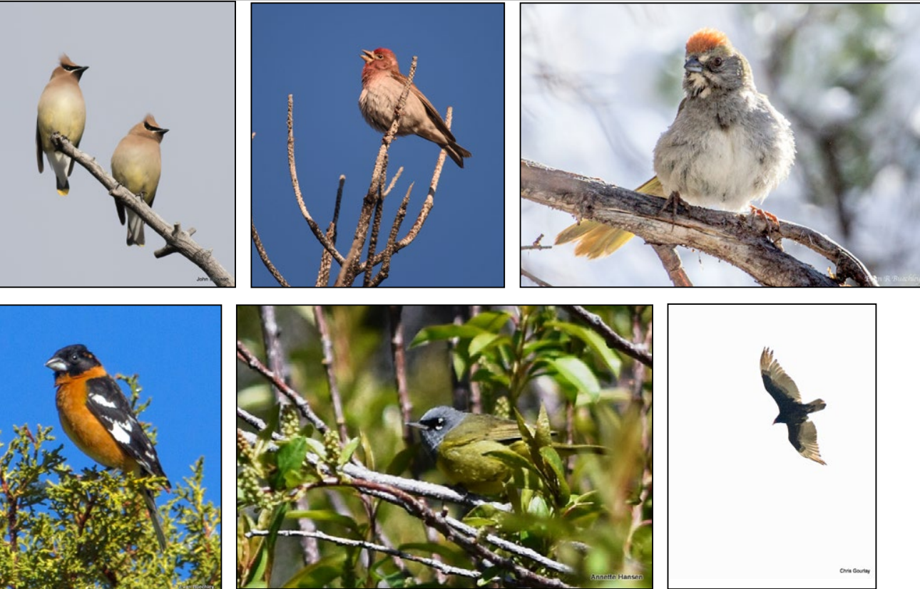Pictures of 6 different species of birds that were seen