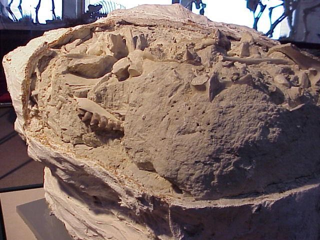 Photo of an excavated fossil bonebed with many large fossils exposed.