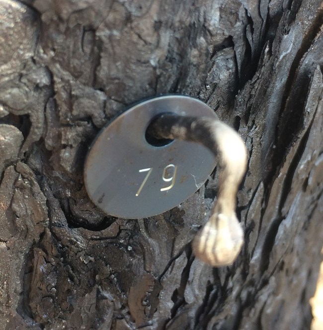 Numbered tree tag held onto a tree by a nail that is bent from being burned.