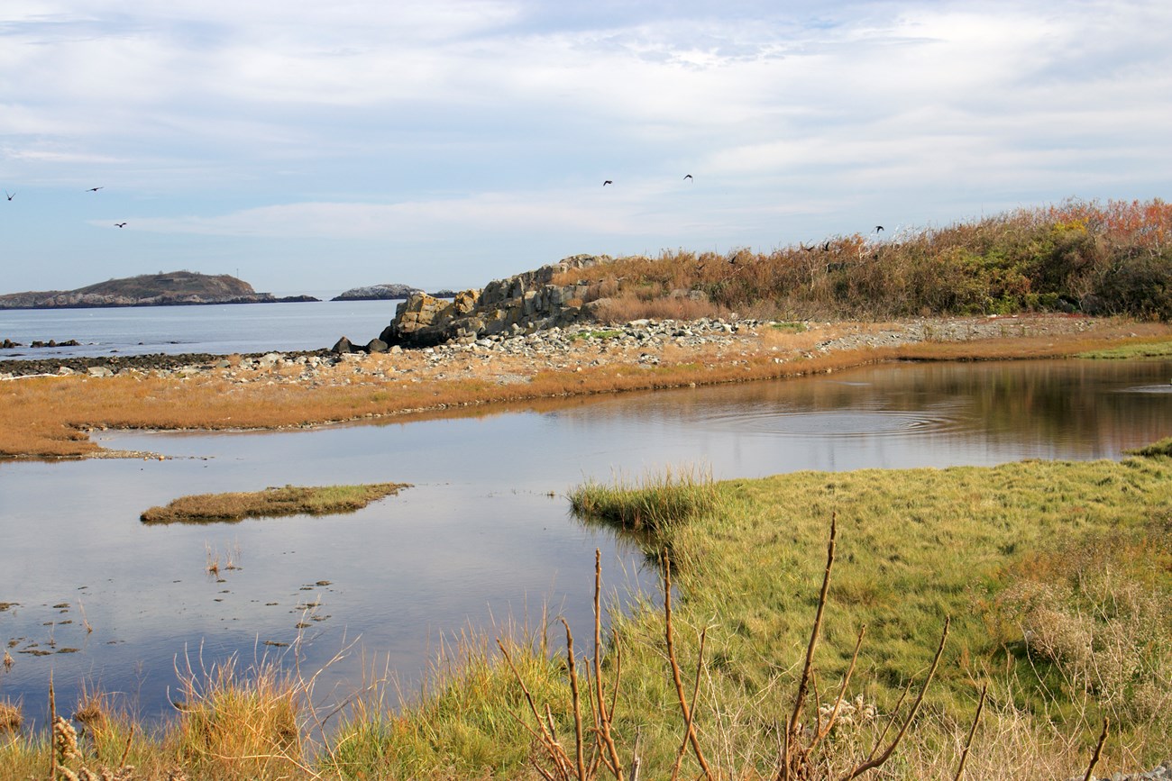 A pool of seawater is encircled by the marsh grass Spartina alterniflora. The rocky coastline of the island lies behind the salt marsh and Middle Brewster Island stands in the background.