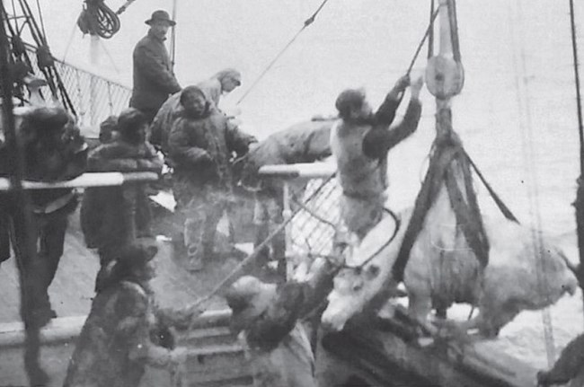 a historic scene of caribou being loaded onto a ship through a pulley system.