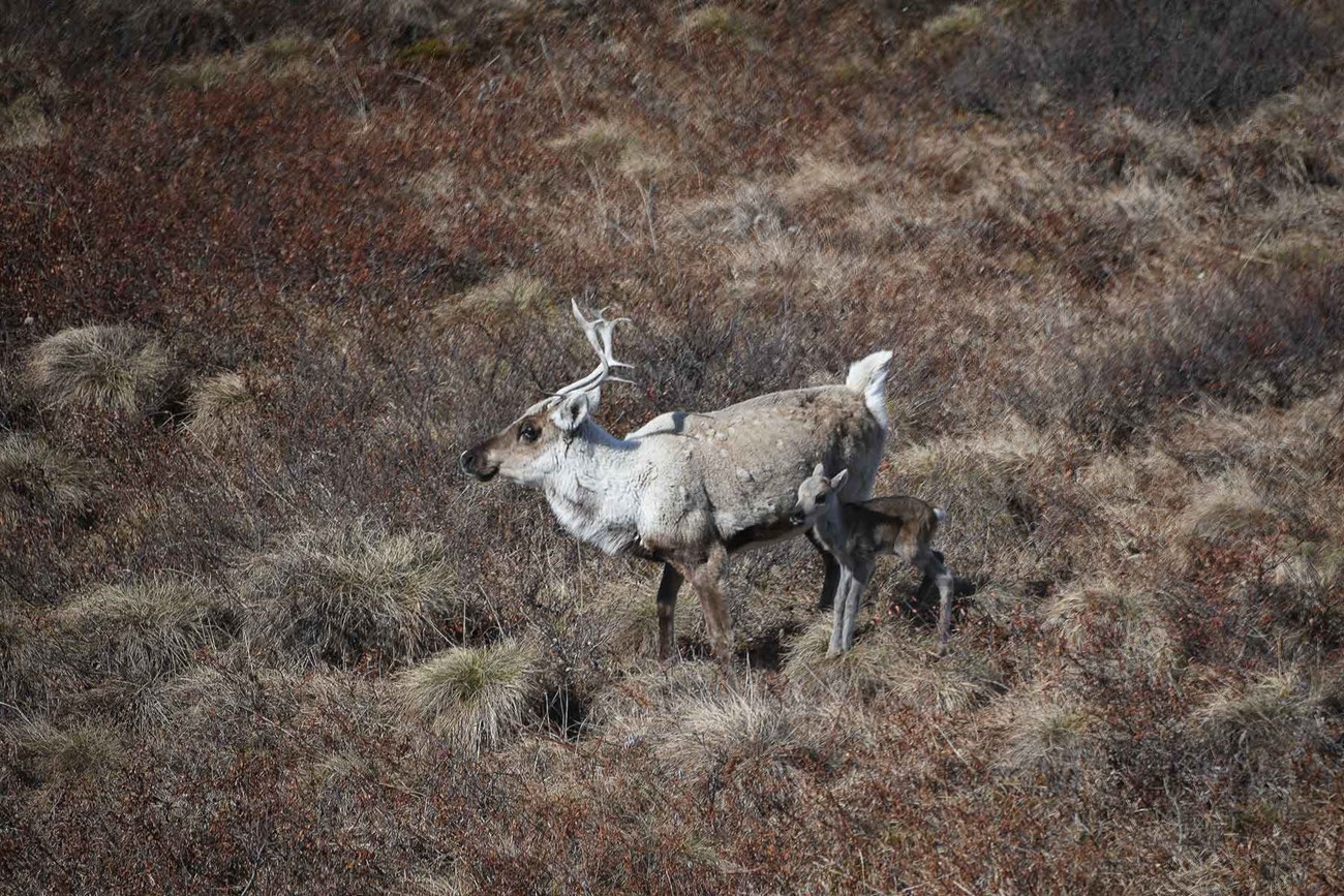 A caribou with newborn calf