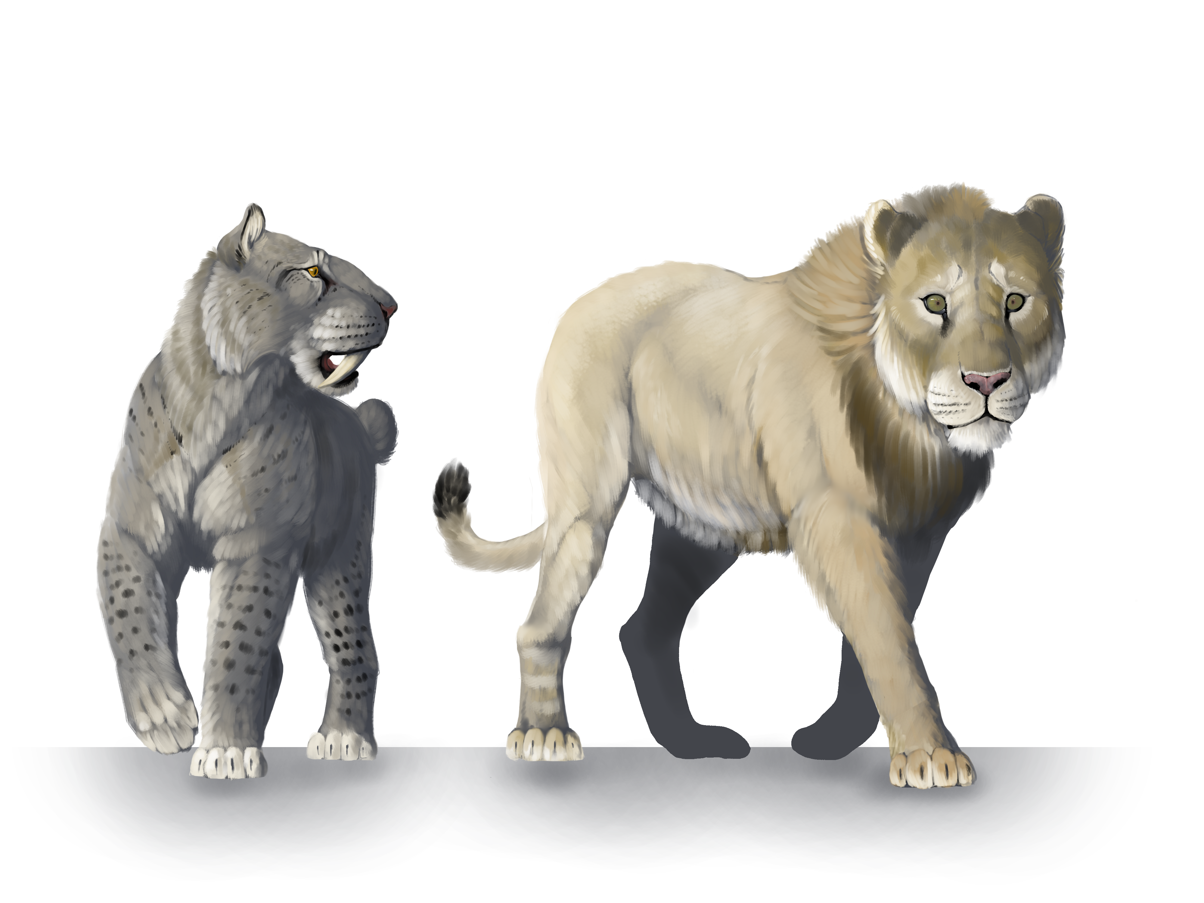 dire wolf size compared to lion