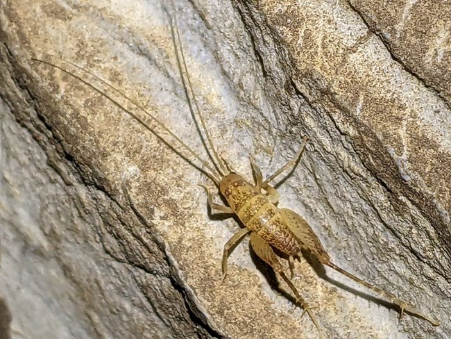 tan-colored cave cricket on tan-colored cave wall
