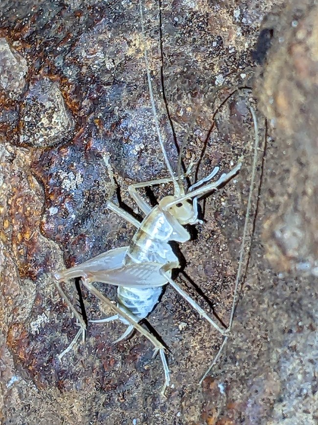 cricket on cave wall