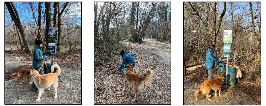 A series of three photos showing a person with two leashed dogs—taking a waste bag, picking up waste, and dropping the waste in a waste can next to a trail/boardwalk.