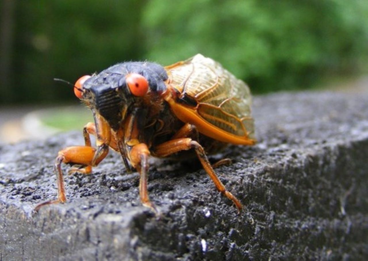 a close up image of a periodical cicada with bright orangeish red eyes and orange legs and wings