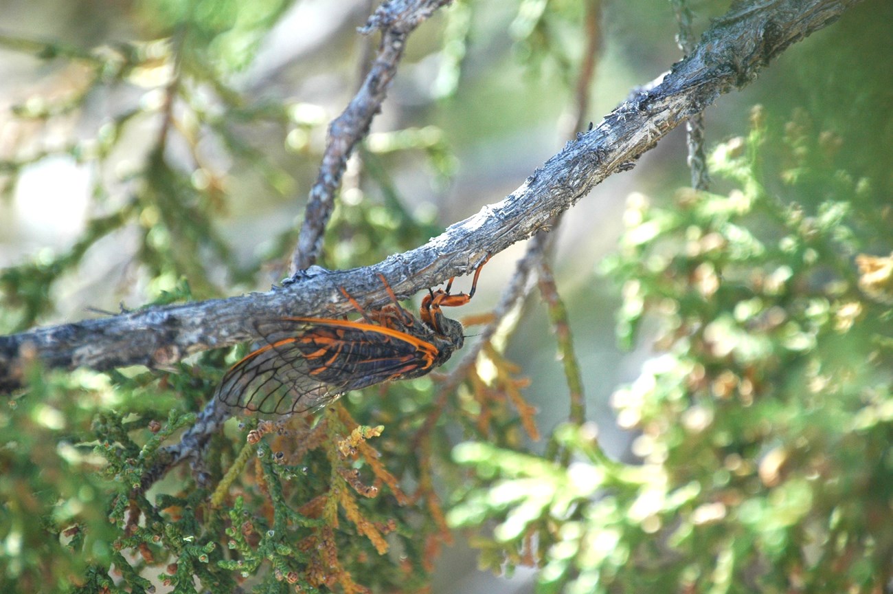 a cicada with bright orange legs and wing outlines perches upside down in a tree