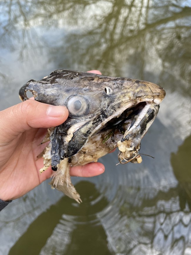 Coho carcass Hand holding a partial coho salmon carcass--a piece of a head--over a flowing creek.
