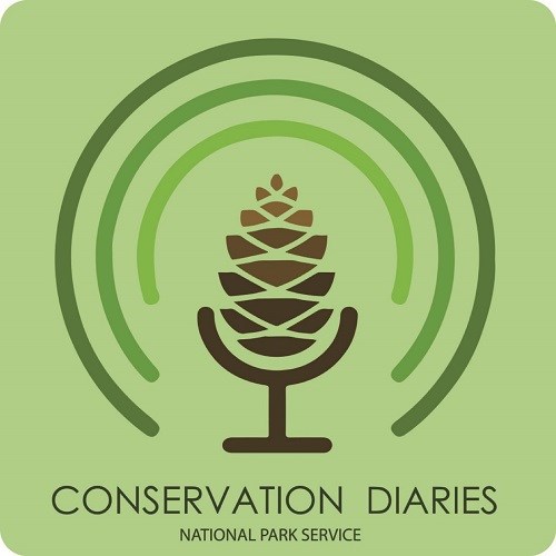 graphic of a microphone made out of a pine nut with the title: conservation diaries