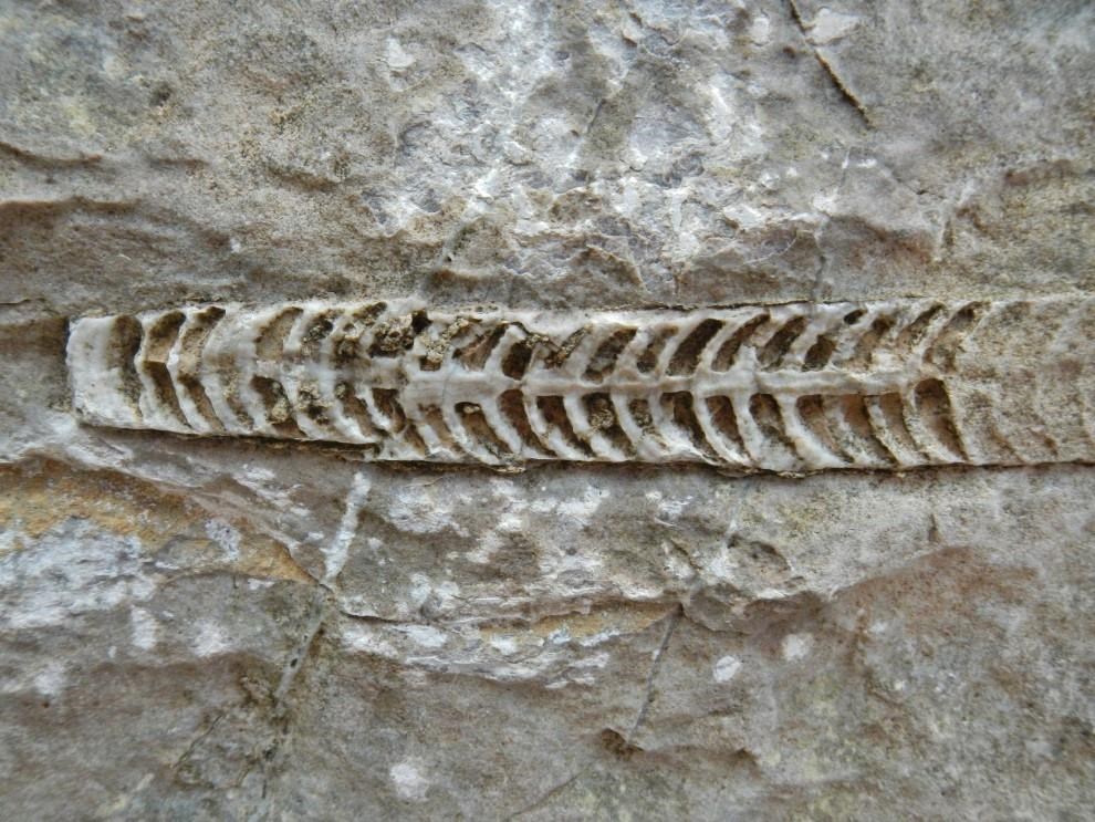cover BUFF Konett_etal_2018_BUFF_paleo Photo of a segmented fossil.
