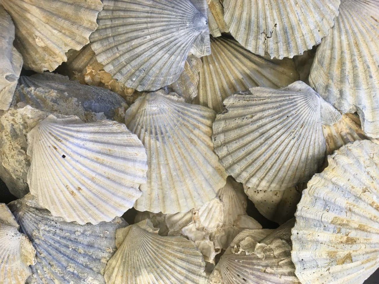 cover COLO_paleontology_inventory_2022_public Photo of several sea shells.