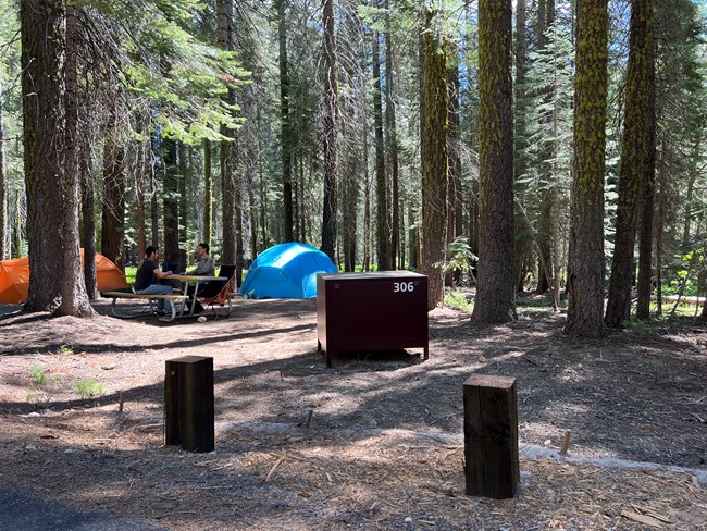 Two people in a campsite sit at a picnic table near two tents. There is a food locker in the site and the site is surrounded by conifers.