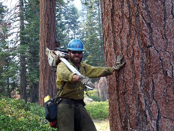 Dan Holmes in personal protective equipment holding a chainsaw and leaning against a very large tree.