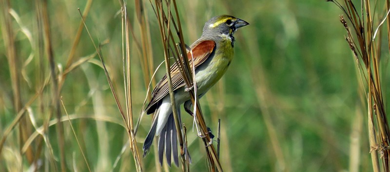 Dickcissel A bird with a gray head, yellow eye stripe, a thick bill, yellow breast, and mottled brown wings perched on the side of a blade of grass.