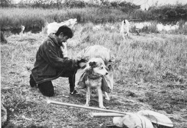 A Nunamiut man loads gear onto a dog's pack
