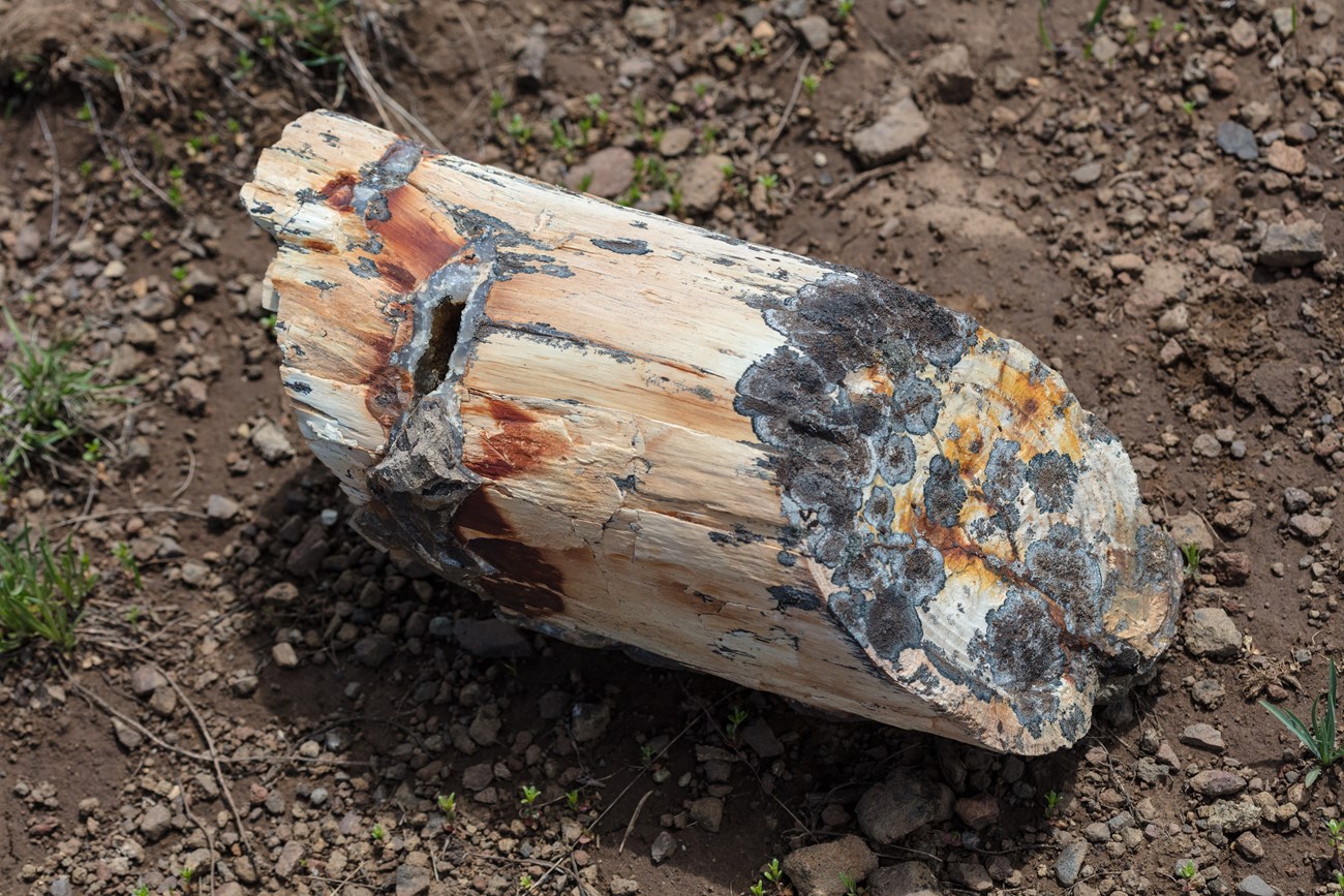 Photo of a log of petrified wood.