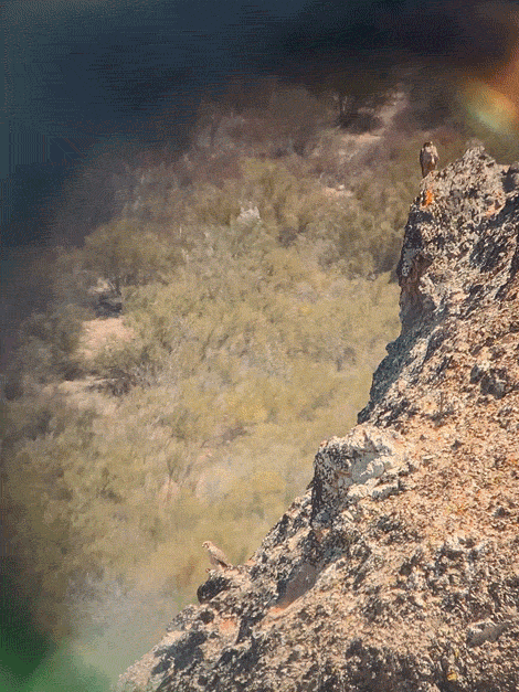 Animated GIF of zooming in on two falcons on a cliff, viewed through a spotting scope eyepiece.
