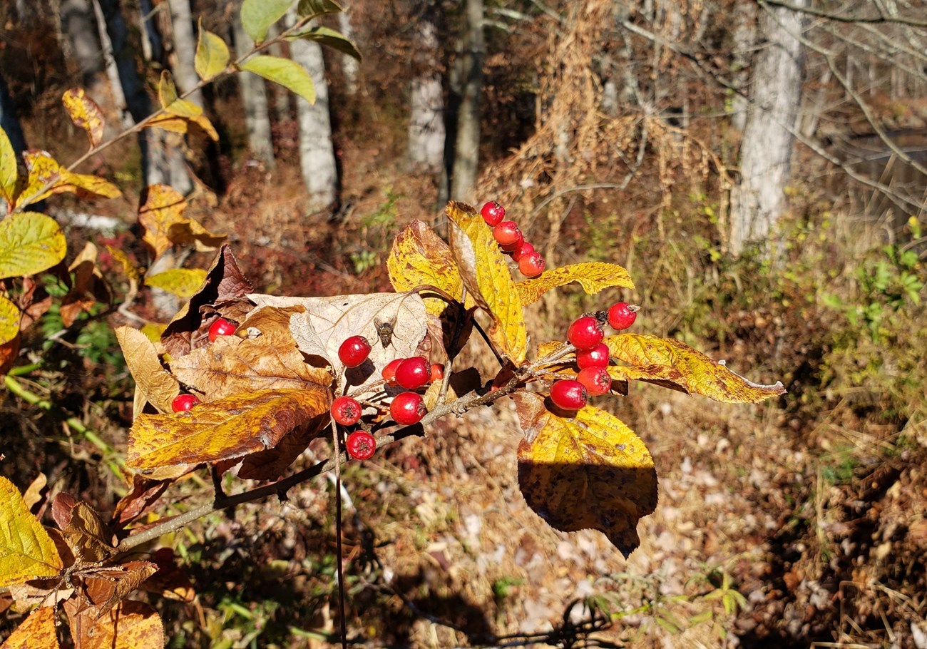 close up of red berries and yellow brown leaves of autumn shrub.