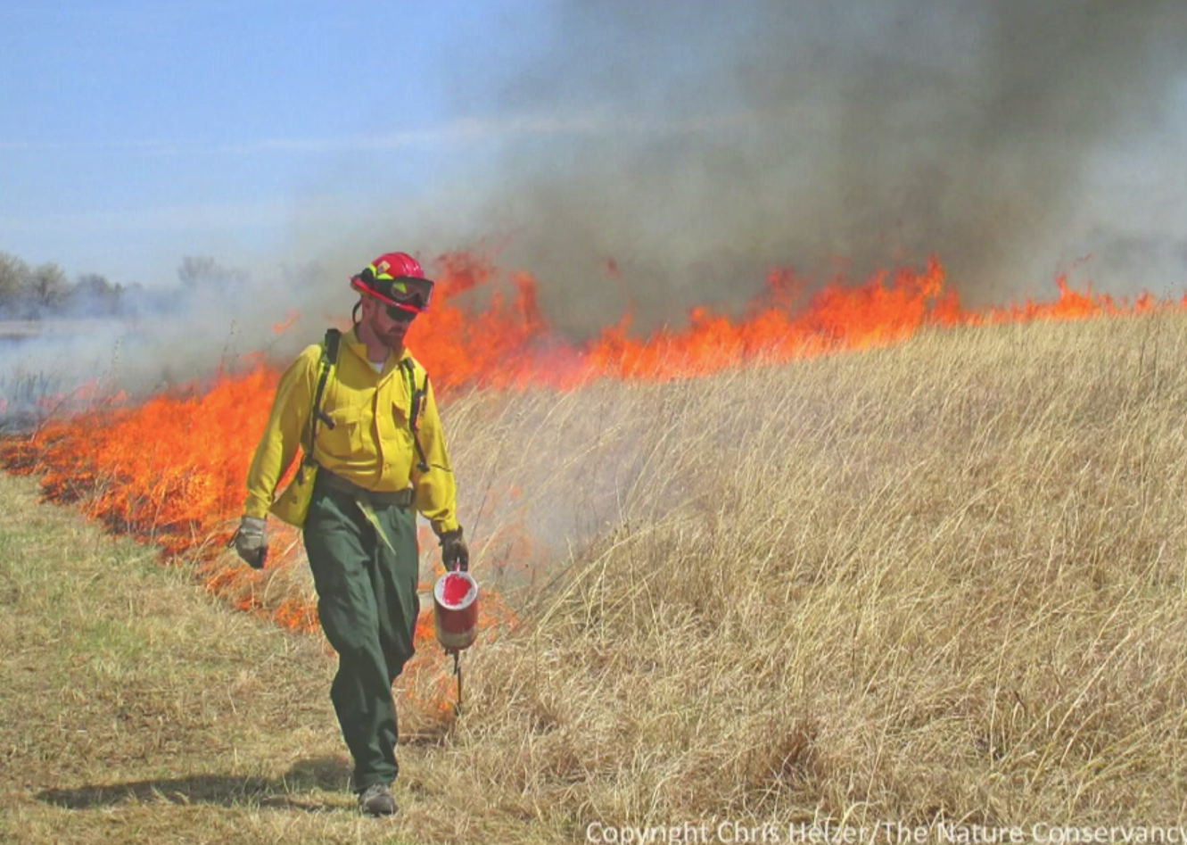 Tall dry grass has been lit afire by a firefighter to clear landscape.