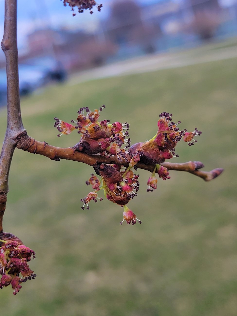 reddish flower buds in clumps on a branch