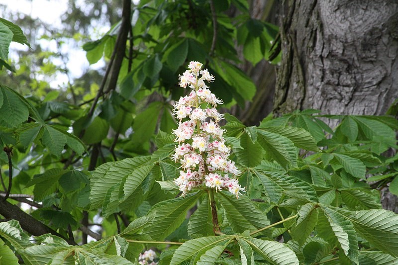 white and pink flowers along a branch