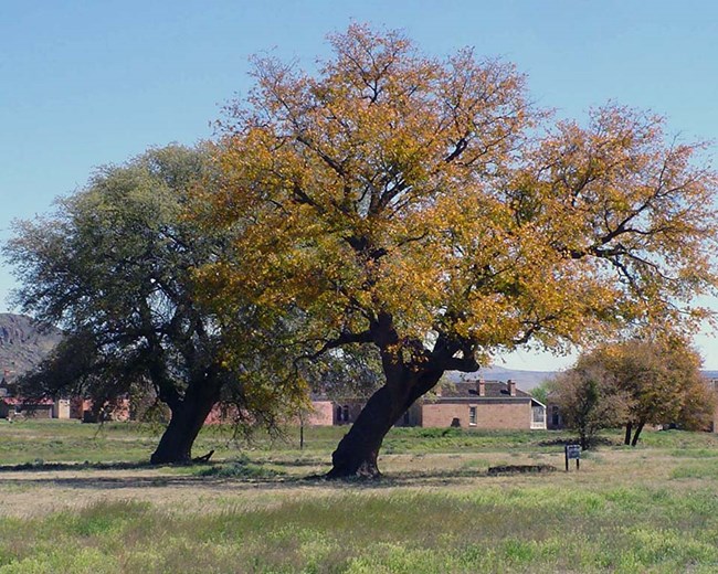 Two large trees near several masonry buildings.