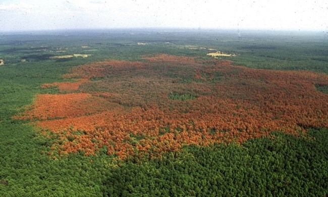 Aerial view of an outbreak, where large patches of trees are dying and are red and orange in color compared to the green patches of living trees surrounding them.