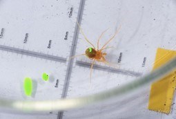 A harvestman with green paint on it for recapture in the future.