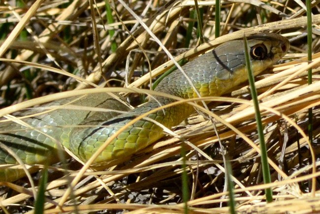 a green snake with a yellow underside slithers through brown grasses.