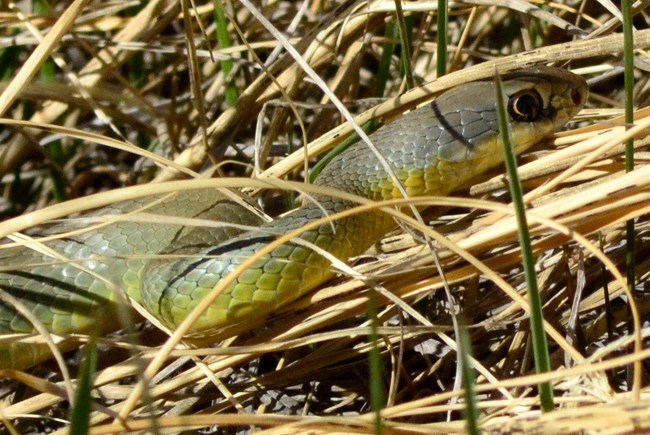 lt= a green snake with a yellow underside slithers through brown grasses.