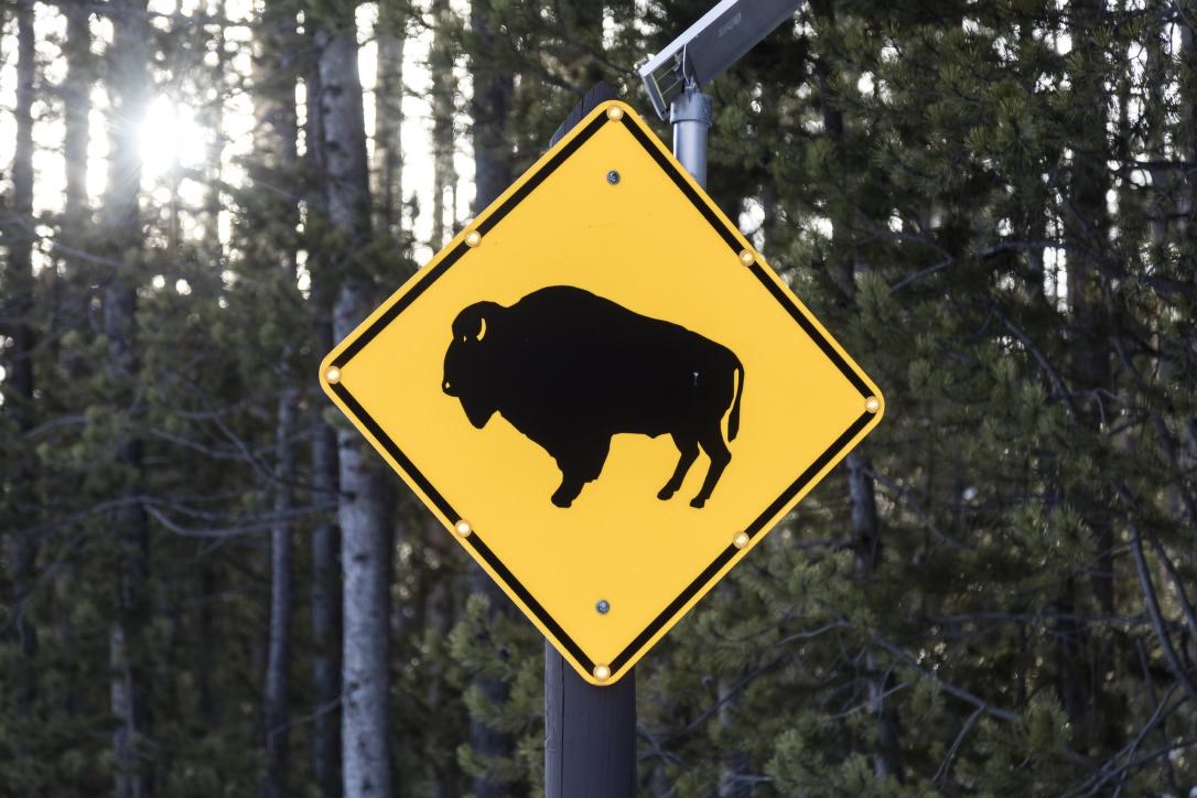 Yellow sign with a black silhouette of a buffalo