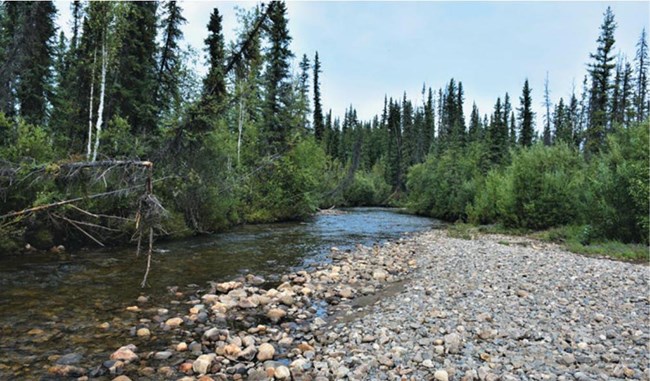 A creek in a boreal forest, Alaska.