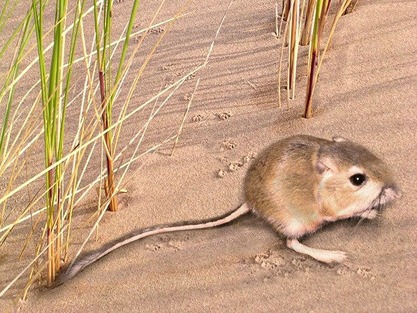 Kangaroo Rat on Sand