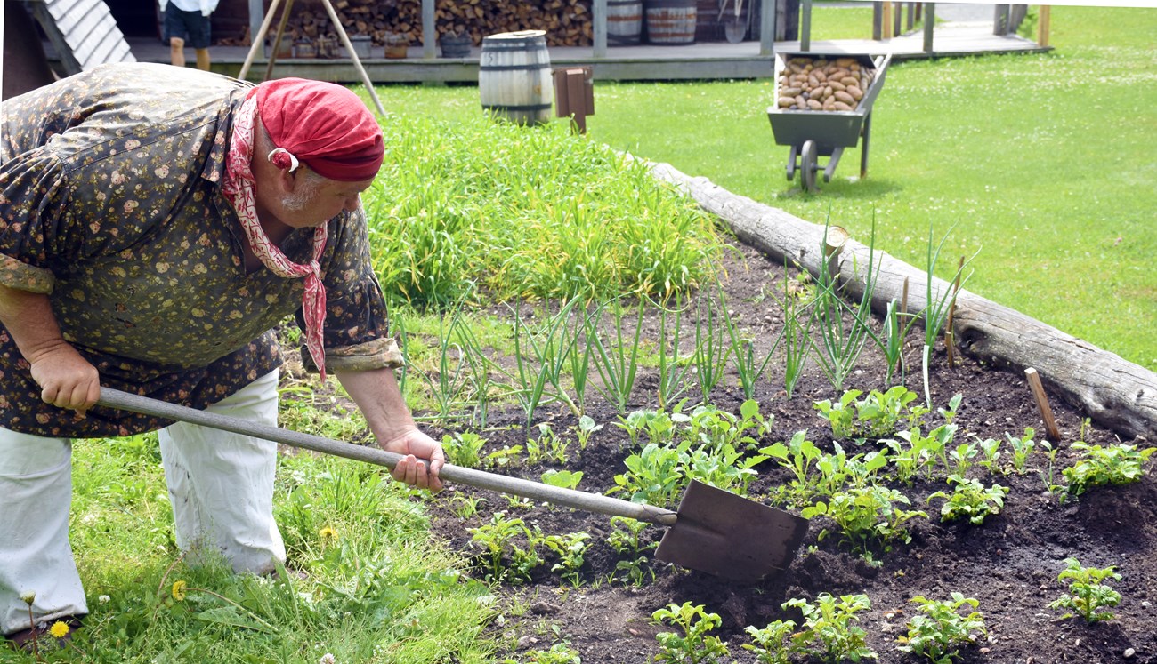 Person in historic clothing digging in a vegetable garden.