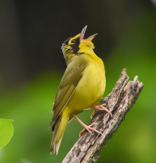 kentucky warbler Kentucky warbler.