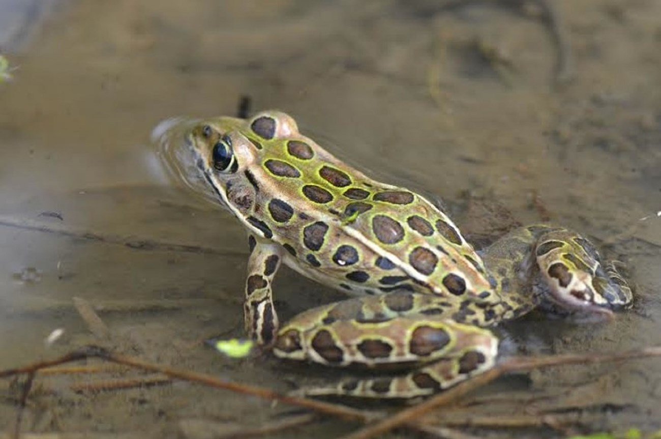 The Northern Leopard Frog is a medium-sized frog that is usually about 2-3 inches long and is a species of special concern in the state. They occur in open habitats often associated with floodplains of large river systems, such as along the Farmington.