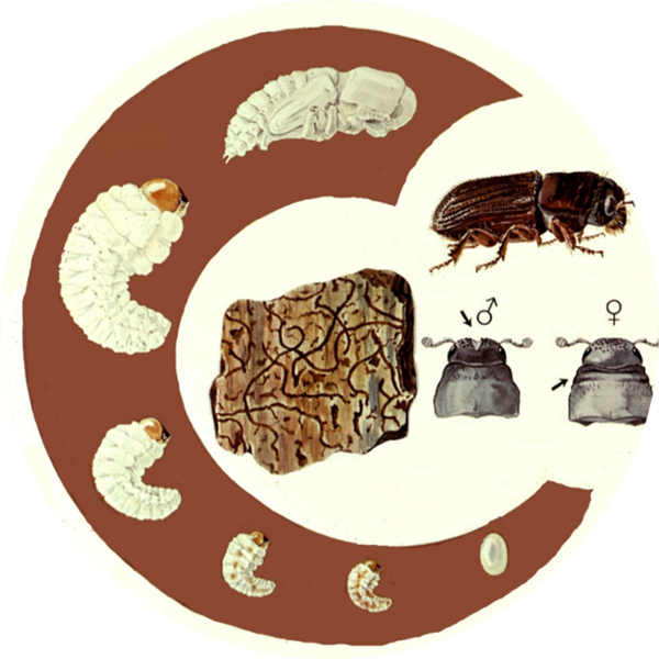 The life cycle of the southern pine beetle from egg, larva, to adult is shown in a circle. The galleries, as well as the differences on the heads of male vs female southern pine beetles, is shown in the middle of the graphic.