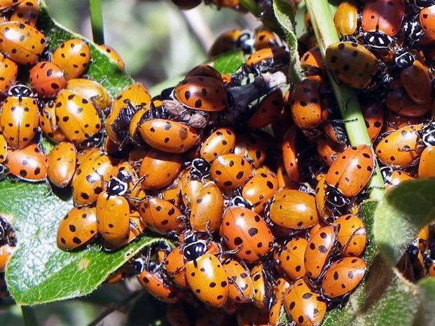 real ladybugs colors