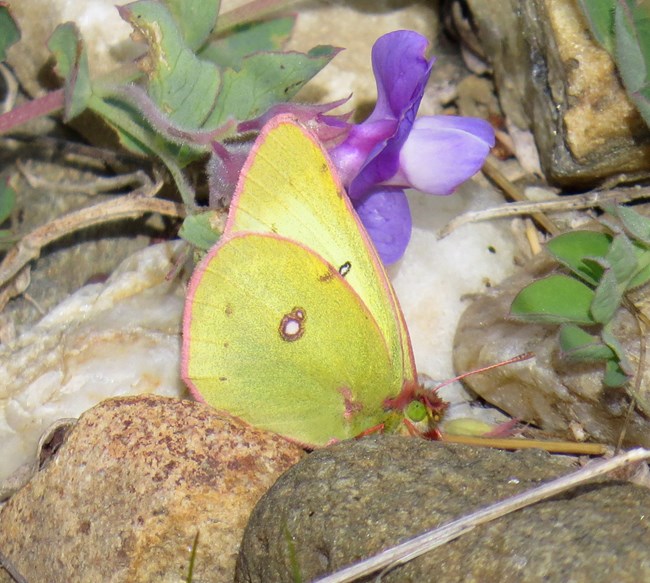 a pale yellow moth with purple tipped wings