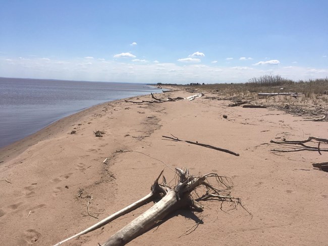 Long Island beach. Driftwood and animal tracks on sand beach next o blue water.