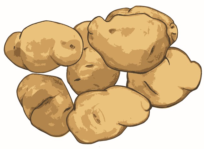 A graphic depicting seven lumpy, yellowish potatoes.