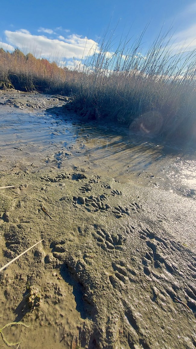 Raccoon tracks in the muddy foreground lead to a patch of the marsh grass Spartina alterniflora in the background.