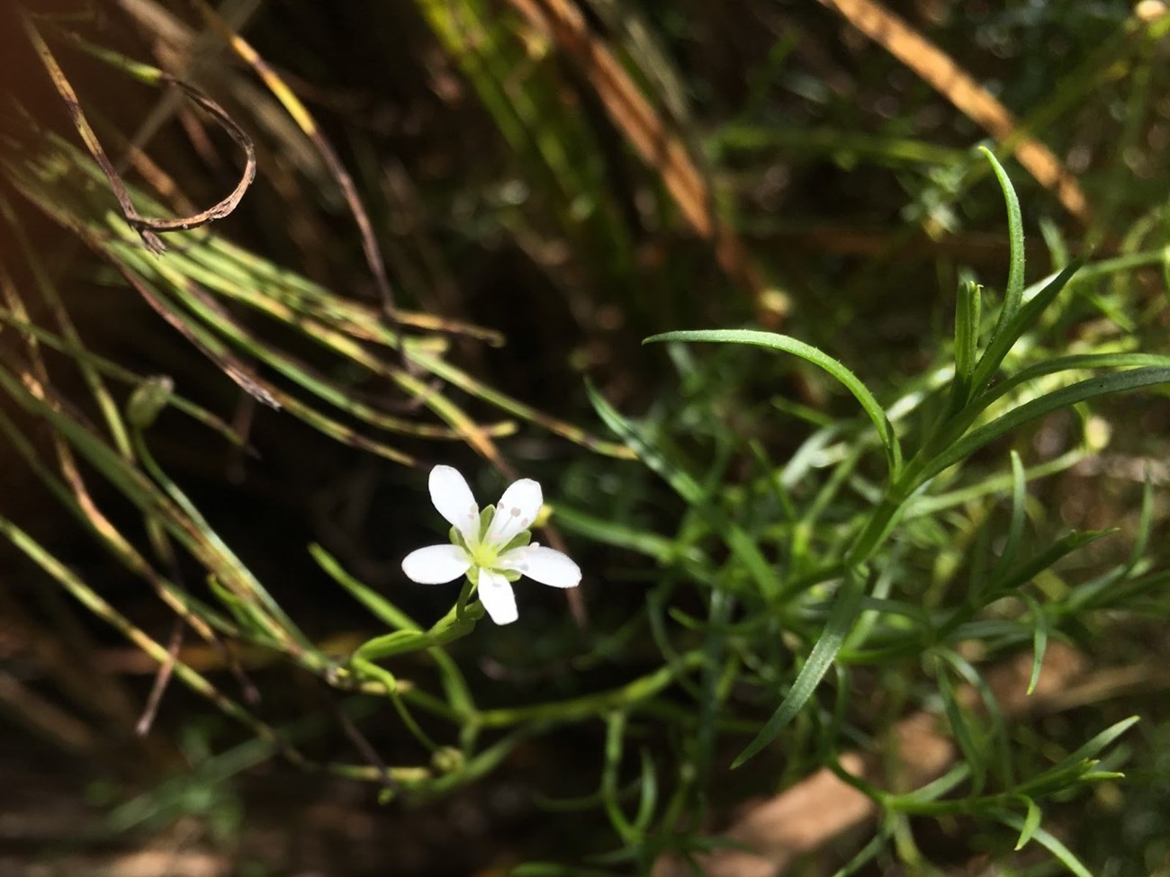 A small flower with five white petals and narrow leaves.