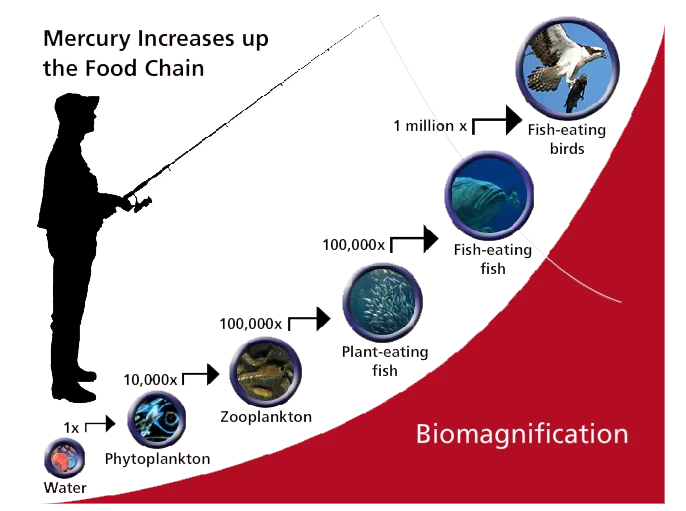 mercury_biomagnification A graph demonstrating biomagnification. It shows how mercury exponentially increases as it travels from water, to plankton, to fish, to fish-eating birds, with accompanying images. To the left there is a graphic of a fisherman.