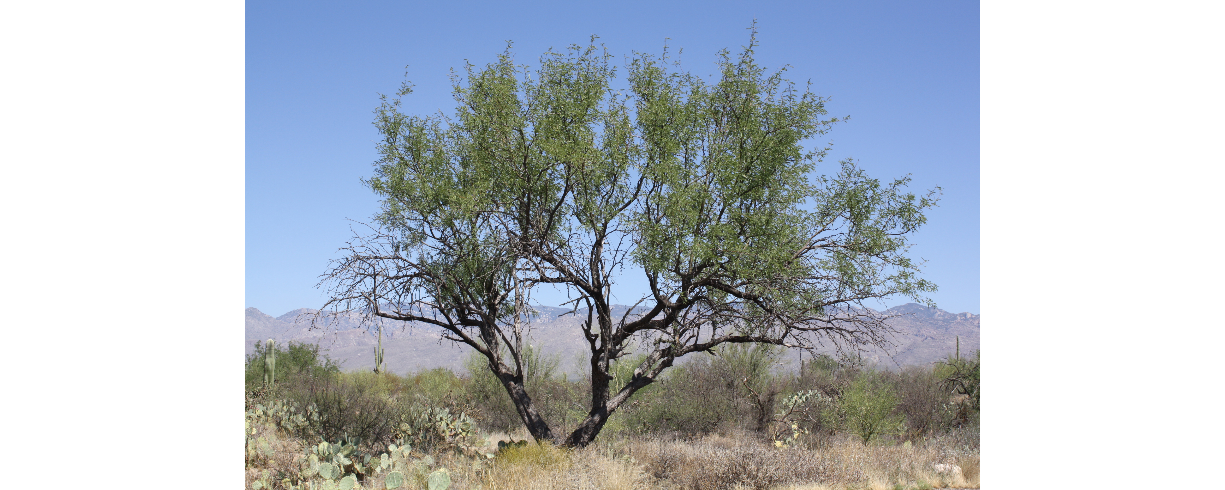 A tree with black bark about 12 feet tall, fanning out with skinny branches and slender leaves.